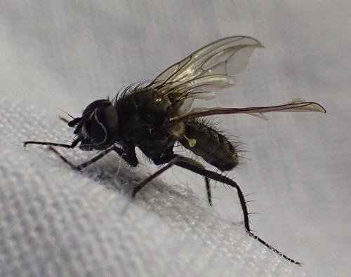 Réf. 287 552 : Delia platura